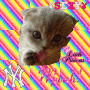 cat cat
