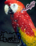 Parrot