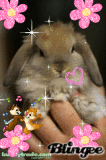 cute bunny
