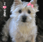 Cairn Terrier Cutie!! Cairn Terrier Cutie!!