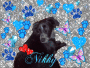 nikky