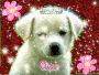 cuttie