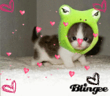 cute kitty