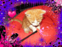 Meine verstorbene Katze Lucy