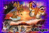 tigers tigers