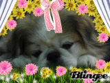 PRECIOUS IN FLOWERS