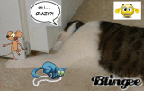 crazy cat