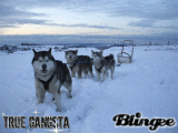 Sled dogs