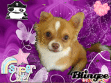 Cute Chihuahua 