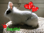 mon lapin