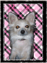 puppy love 2