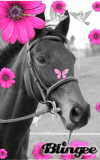 cheval