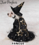 +.a witch dog