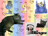Süsse Katzen