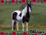 Zcht Club Paint horse