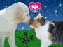 Dog & Cat