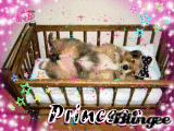 mon chien