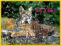 Lince_96