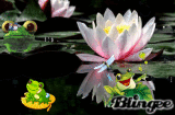 grenouille