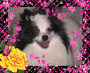 Pomeranian Lovers Group