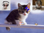 miaou