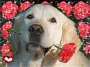 Les formidables chiens