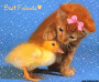 cat and duck