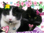 cats