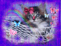 butterfly and cat