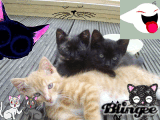 the loves cats
