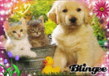 les baby animaux