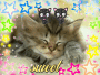 a kitten