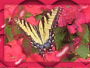 Butterfly Beauty 2