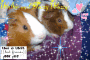 My Guinea Pig's
