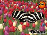Schmetterlingswiese