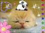 Heehee Fuzzy has a panda on her head!