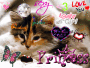 Un chat pour mon blog o0o-jessica-du-59160-o0o