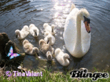 swans