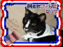 Memorial Day Tux