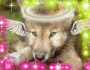 cute wolf pup
