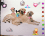 due amori di cani