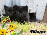 kittens