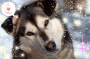 cute malamute