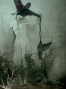 crows