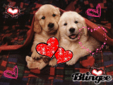 dogs mto fofos