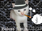 My kitten patrick is on pot! BAD KITTY!