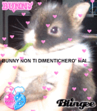 bunny mio