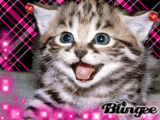 minou
