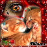 pose calin de chatons