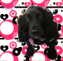 Molly / 2° lugar